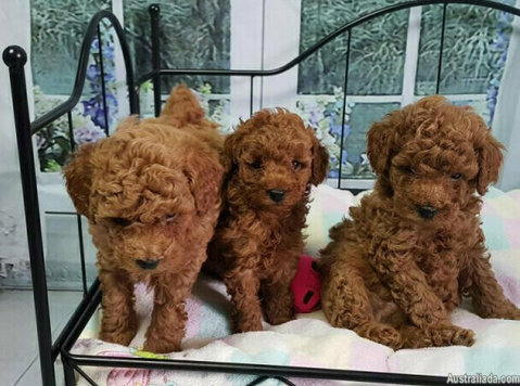 Beautiful  poodle Puppies - Pets/Animals