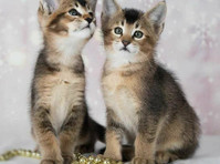 Caracat f4 and caracat f5 kittens available for sale - Lemmikit/Eläimet