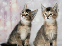 Caracat f4 and caracat f5 kittens available for sale - Κατοικίδια/Ζώα