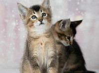 Caracat f4 and caracat f5 kittens available for sale - Lemmikit/Eläimet