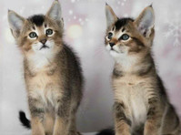 Caracat f4 and caracat f5 kittens available for sale - Mascotas/Animales
