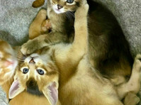 Caracat f4 and caracat f5 kittens available for sale - Animais