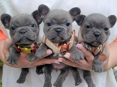 French Bulldog Puppies For Sale - Lemmikit/Eläimet