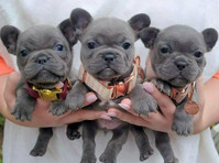 French Bulldog Puppies For Sale - Lemmikit/Eläimet