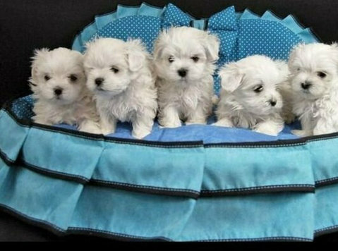 Ice White Maltese Puppies - Pets/Animals