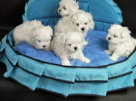 Ice White Maltese Puppies - Lemmikit/Eläimet