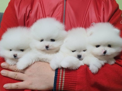 Purebred Pomeranian Puppies Available - Lemmikit/Eläimet