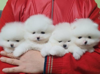 Purebred Pomeranian Puppies Available - Lemmikit/Eläimet