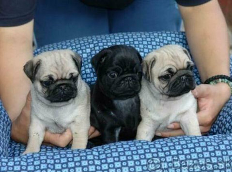Registered  Pug Puppies Available - Pets/Animals