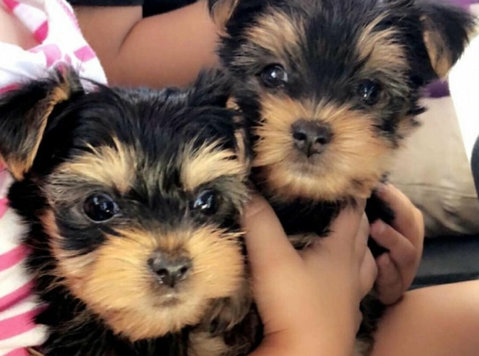 Yorkshire Terrier Puppies For sale - Kućni ljubimci/životinje