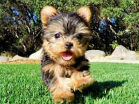 Yorkshire Terrier Puppies For sale - Lemmikit/Eläimet