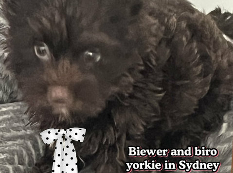 Yorkshire terrier - Pets/Animals
