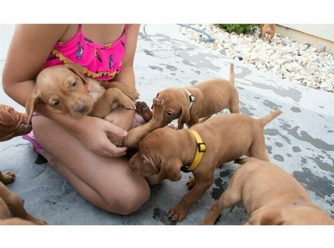 Cutest Vizsla Puppies for sale - Κατοικίδια/Ζώα