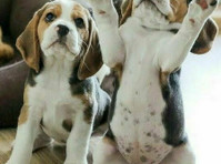 Smart Beagle Pups - Tiere