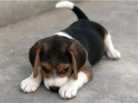 Smart Beagle Pups - Pets/Animals