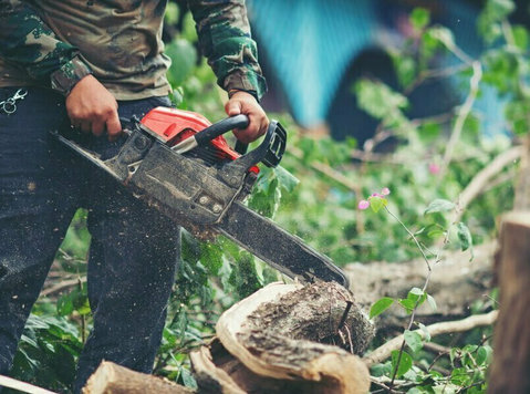 Trusted Stump Grinding Sunshine Coast Specialists - Κηπουρική