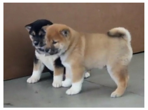 Amazing Shiba Inu pups - Pets/Animals