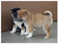 Amazing Shiba Inu pups - Домашние животные