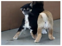 Amazing Shiba Inu pups - Zwierzęta