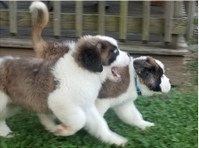Healthy Saint Bernard Pups - Husdjur/Djur