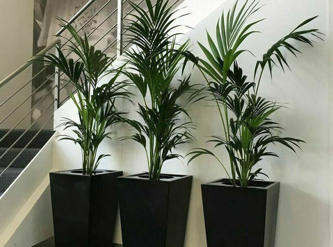 Brighten Up Your Home or Office with Best Indoor Plants - 	
Trädgårdsskötsel