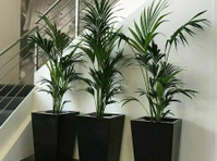 Brighten Up Your Home or Office with Best Indoor Plants - Jardinage