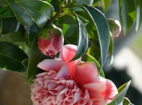 Online Plants – Buy Native Australian Plants Online - Online - தோட்டம்  போடுதல்