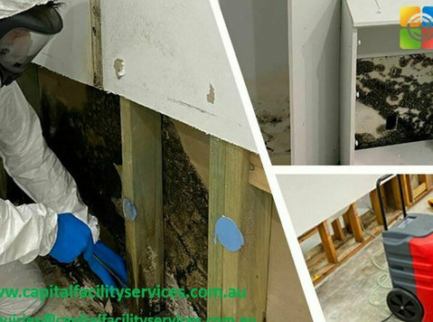 Expert Mould Removal Specialists in Melbourne - Muu