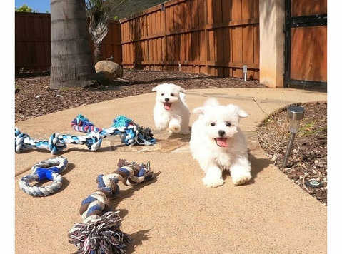 Adorable Maltese Puppies for sale - Pets/Animals