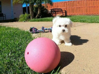 Adorable Maltese Puppies for sale - Pets/Animals