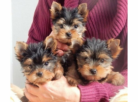 Gorgeous Yorkie Pups - Pets/Animals