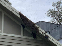 Efficient Bee Removal Services in Melbourne - Casa/Riparazioni