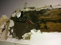 Non-Chemical Termite Treatment, TERM-Seal Termite Barrier - Reparaţii