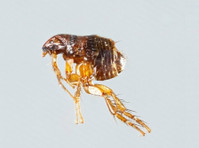 Say No to Fleas Infestation with Best Fleas Pest Control - Ev gereçleri/Tamir