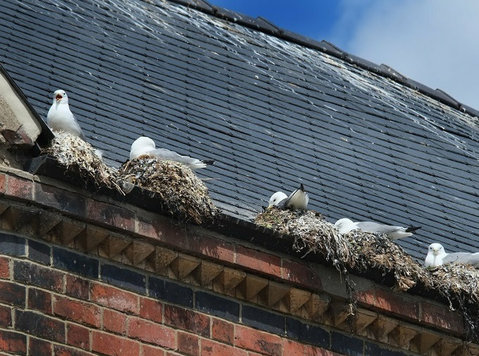 Seagull Pest Control Melbourne: Get Rid of Them - Domácnost a oprava