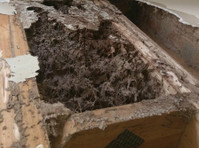Shield Your Home from Termites with Chemical Barriers! - Dom/Naprawy