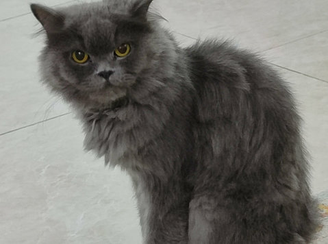 Persion Cat Up For Adoption - Husdjur/Djur