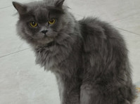 Persion Cat Up For Adoption - Домашние животные