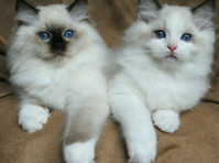 raised Ragdoll Kittens - Pets/Animals