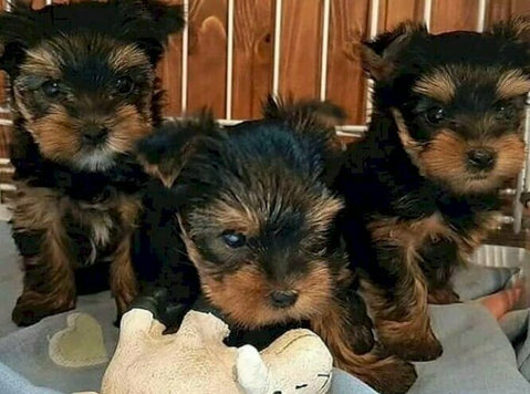 Super Adorable Yorkie Puppies Available Now  - Animais