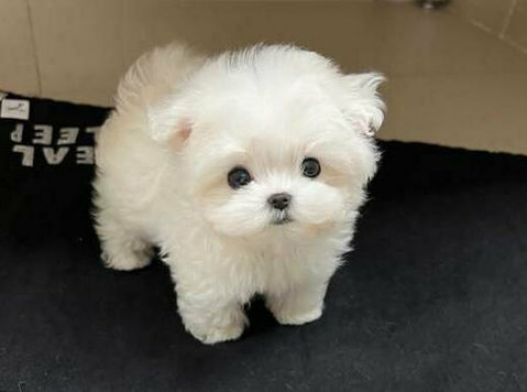 Two Teacup Maltese Puppies Needs a New Family - Animais