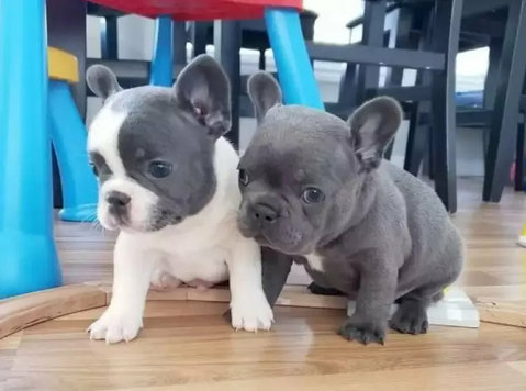 Well Trained French Bulldog Puppies - בעלי-חיים