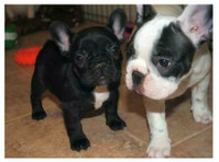 Well Trained French Bulldog Puppies - Κατοικίδια/Ζώα
