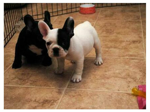 Well Trained French Bulldog Puppies - Animais