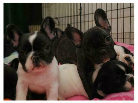 Well Trained French Bulldog Puppies - Animais