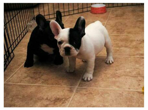 Well Trained French Bulldog Puppies - בעלי-חיים