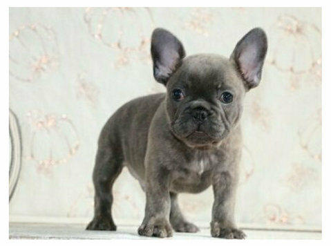 Well Trained French Bulldog Puppies - Домашние животные