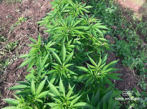 Tomatendünger für Cannabis – Kostenlose Lieferung! - Buy & Sell: Other