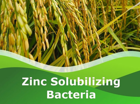 Zinc Solubilizing Bacteria  | Peptech Bioscience Ltd | - Annet