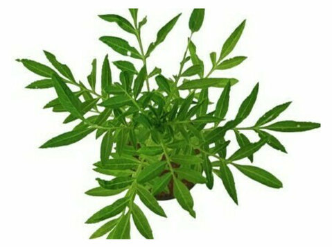 Buy Online Marigold Plants - Manbhawan Plants Nursery - Другое